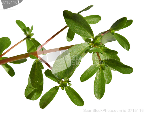 Image of Purslane