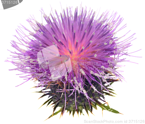 Image of Thistle