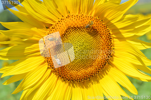 Image of Sunflower and bees