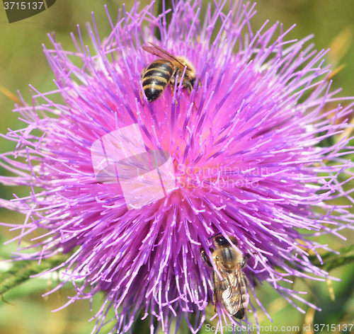 Image of Thistle and bees