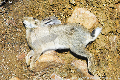 Image of Dead rabbit