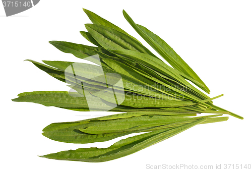 Image of Ribwort Plantain