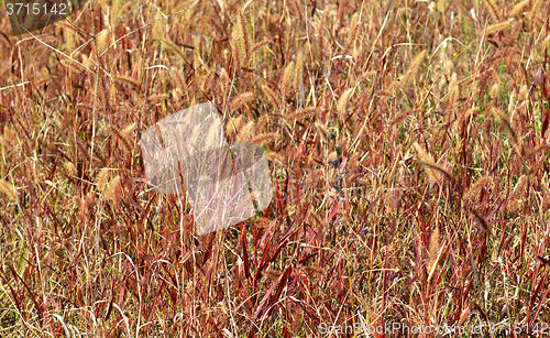 Image of Background of nature