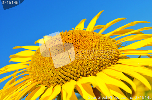 Image of Sunflower