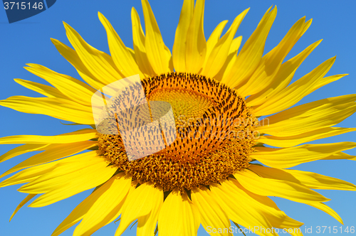 Image of Sunflower