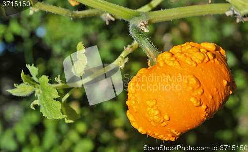 Image of Small yellow pumpkin