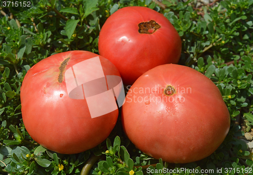 Image of Tomato and purslane