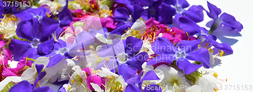 Image of Background flowers