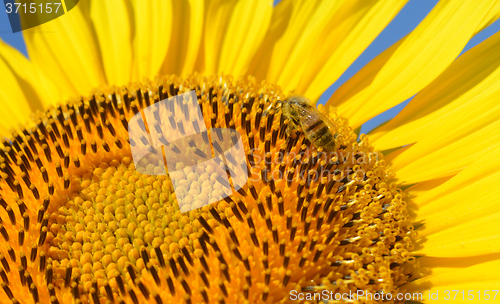 Image of Sunflower and bee