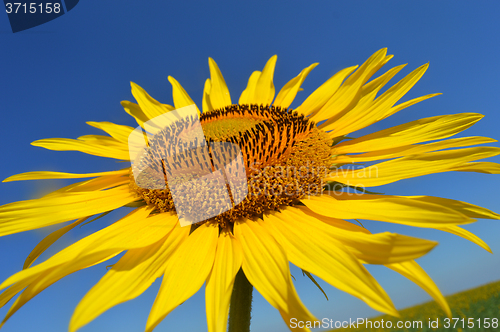 Image of Sunflower