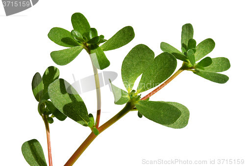 Image of Purslane