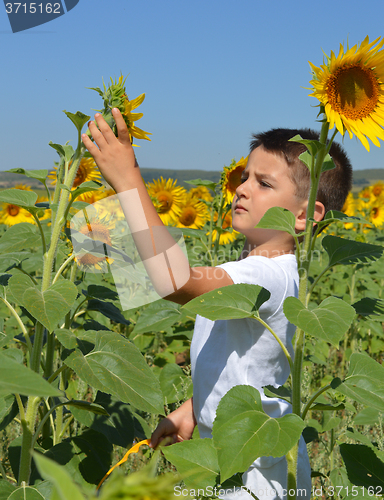 Image of Kid and sunflowers