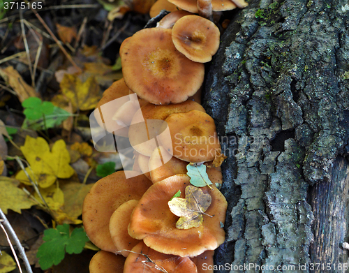Image of Mushrooms in the forest