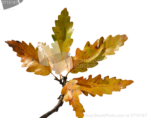 Image of Autumn leaves