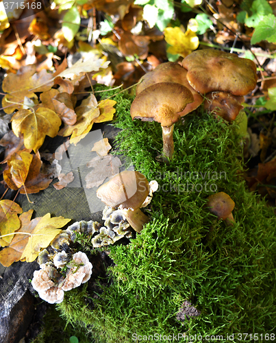 Image of Mushrooms in the forest