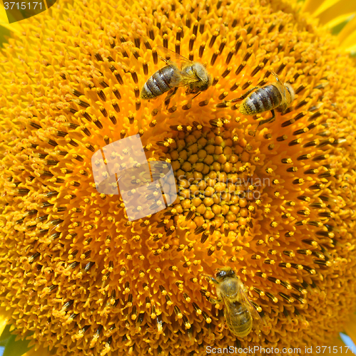 Image of Sunflower and bees