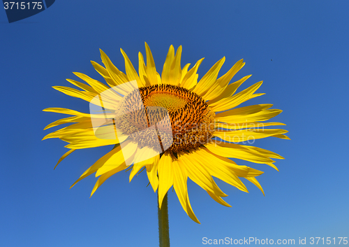 Image of Sunflower