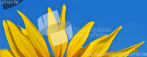 Image of Petals of sunflower