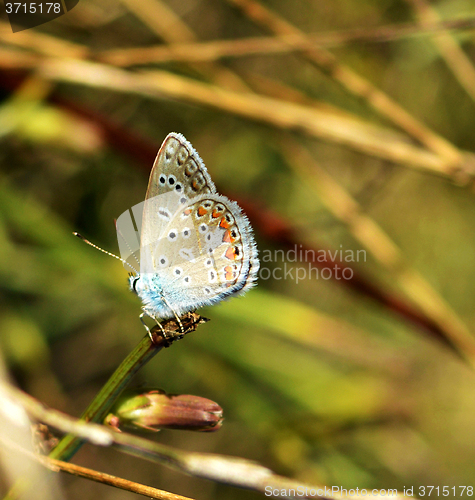 Image of Butterfly