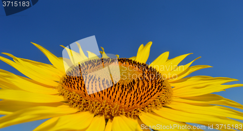 Image of Sunflower