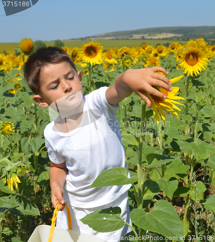 Image of Kid and sunflowers