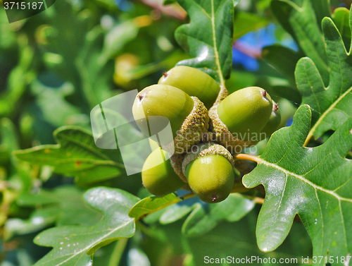 Image of Green acorns