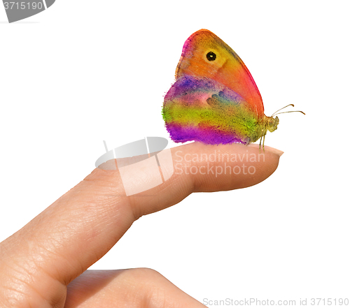 Image of Butterfly