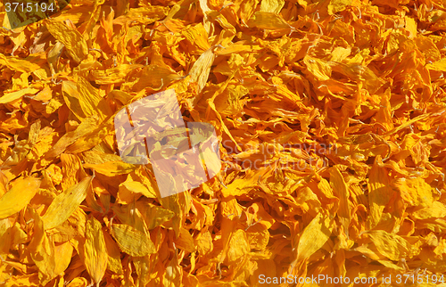 Image of Dried petals of sunflowers