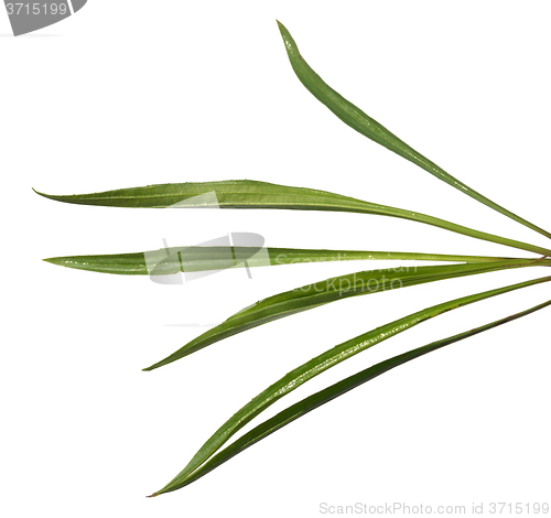 Image of Ribwort Plantain