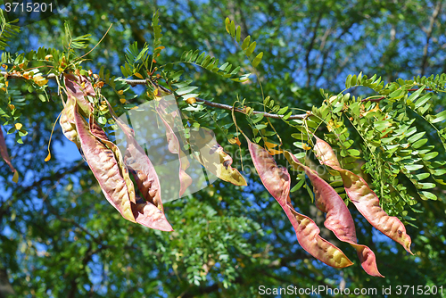 Image of Acacia