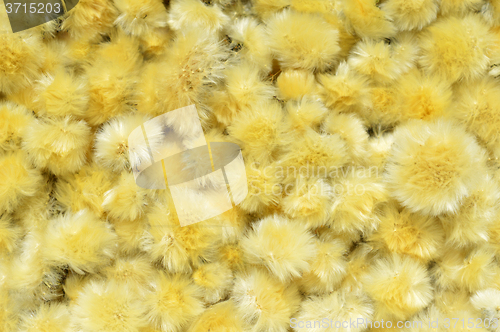 Image of Dried Flowers Dandelion