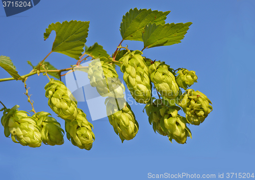 Image of Branch of hop cone