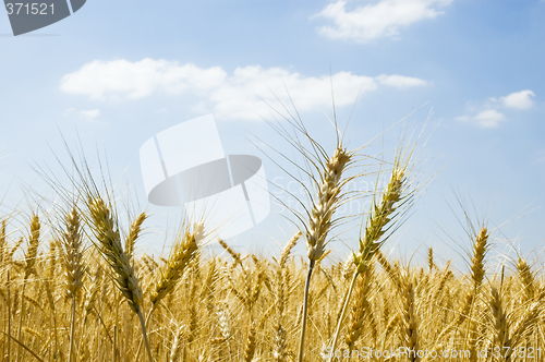 Image of Wheat spikes