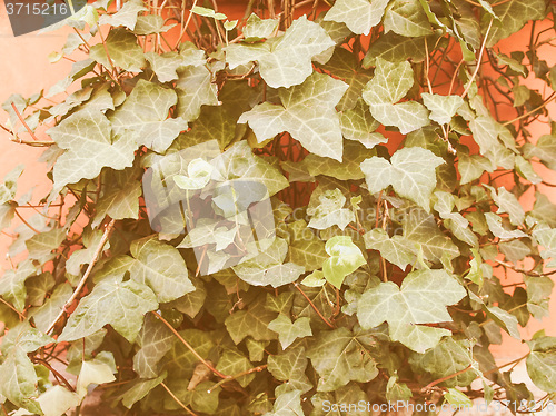 Image of Retro looking Ivy leaves