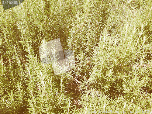 Image of Retro looking Rosemary