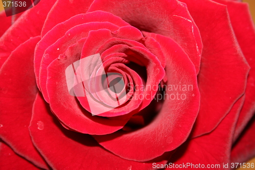 Image of Red rose