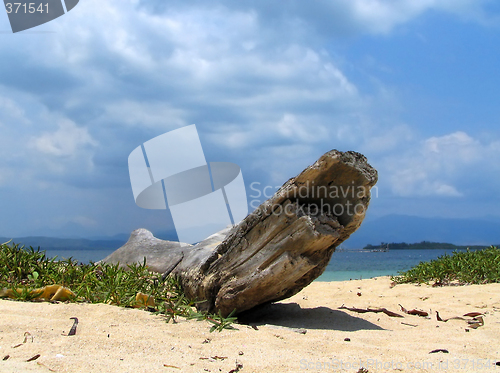 Image of Driftwood on tropical beach.