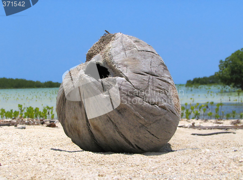 Image of Driftwood on tropical beach.