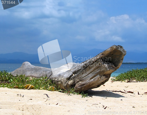 Image of Driftwood on tropical beach.