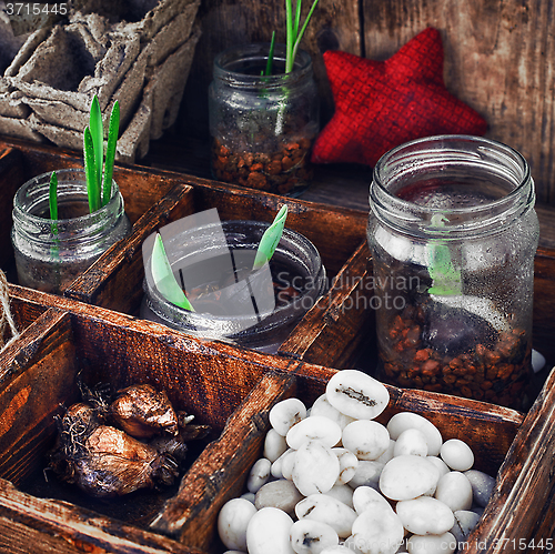 Image of seedling plant in  box