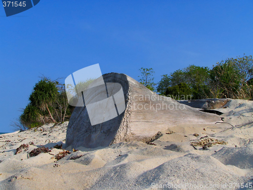 Image of Driftwood on tropical beach.