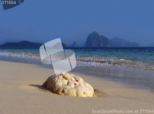 Image of Coral on tropical beach