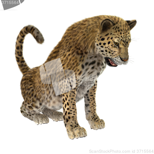 Image of Big Cat Leopard