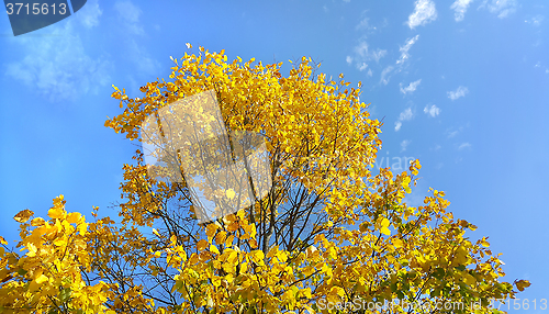 Image of Bright yellow branches of autumn tree on blue sky