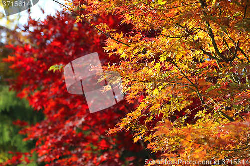 Image of Bright autumn branches