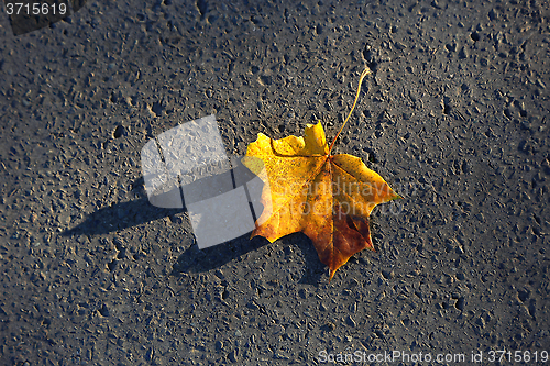 Image of Fallen maple leaf