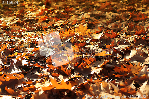 Image of Nature autumn background with dry fallen leaves