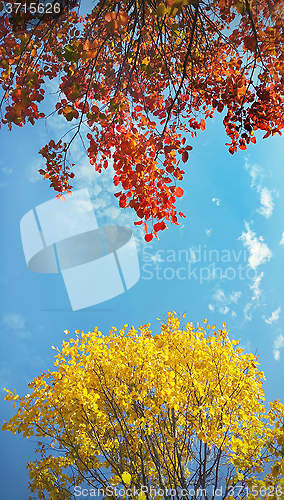 Image of Bright yellow and red branches of autumn tree on blue sky