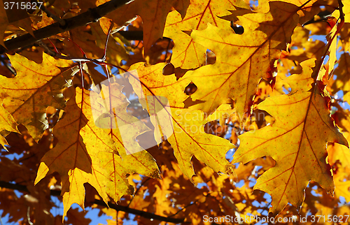 Image of Bright autumn branch