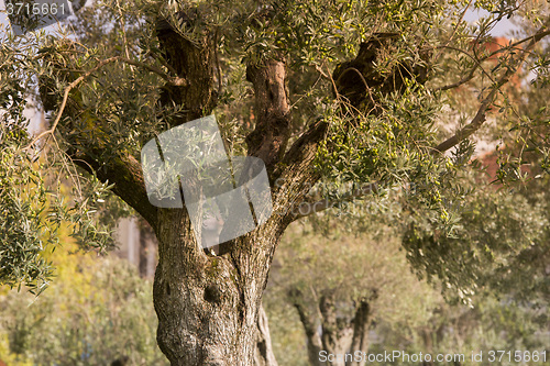 Image of EUROPE PORTUGAL PORTO RIBEIRA OLIVE TREE